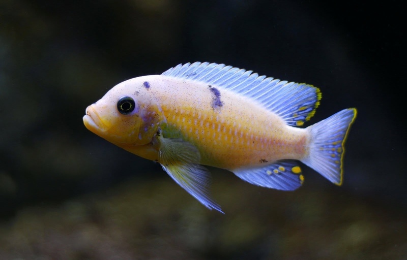 Maylandia zebra 'Nkhungu Reef'